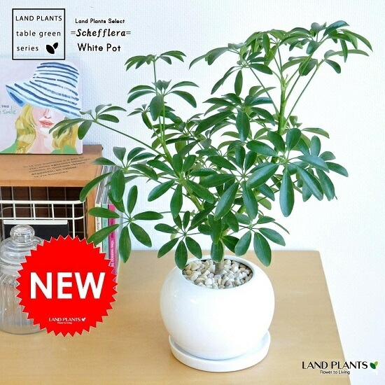 観葉植物 シェフレラ コンパクタ 陶器鉢　植え替え済み　Ｂ br><br>シェフレラ（緑葉：コンパクタ） 白色 丸型 陶器鉢 <br