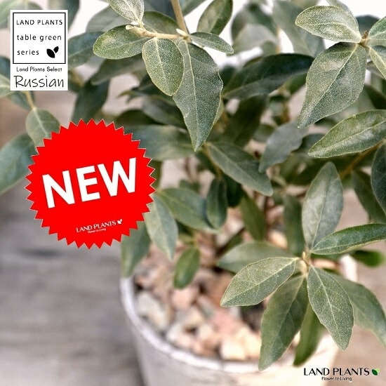 植木/鉢植え ロシアンオリーブ(ヤナギバグミ)1