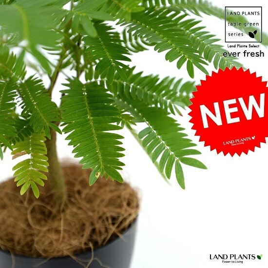 br><br>【希少植物】【お試し】 エバーフレッシュ 黒色 4号
