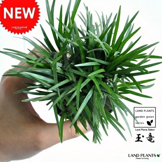 br><br>タマリュウ（玉竜） 1苗 2.5号サイズ <br>7.5cmポット