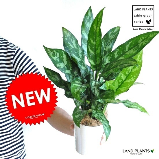 アグラオネマ『マリア』　鉢ごと発送 アグラオネマ『マリア』鉢ごと発送