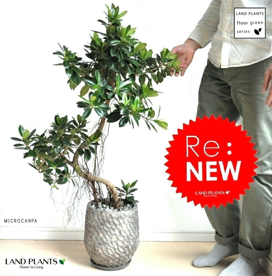 br><br>尖閣ガジュマル 3Dカーブ デザインポットに植えた