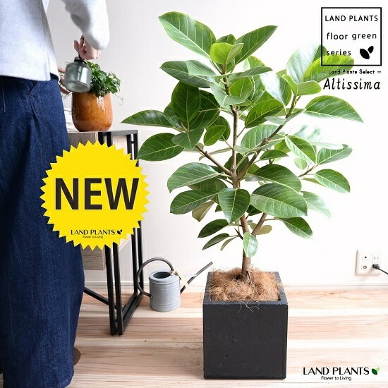 フィカス 観葉植物 大きい 黒鉢 フィカス 観葉植物 大きい 黒鉢