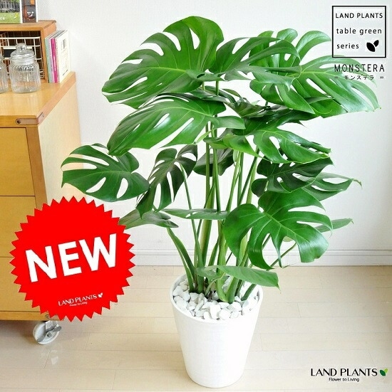 観葉植物　大きなモンステラ　100cm　8号鉢と受け皿付き 観葉植物 大きなモンステラ 100cm 8号鉢と受け皿付き