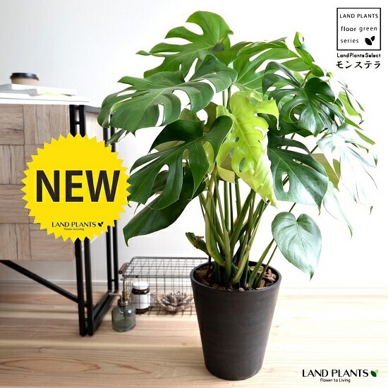 モンステラ Amazon｜観葉植物 モンステラ 8号 【鉢カバー付】｜観葉植物