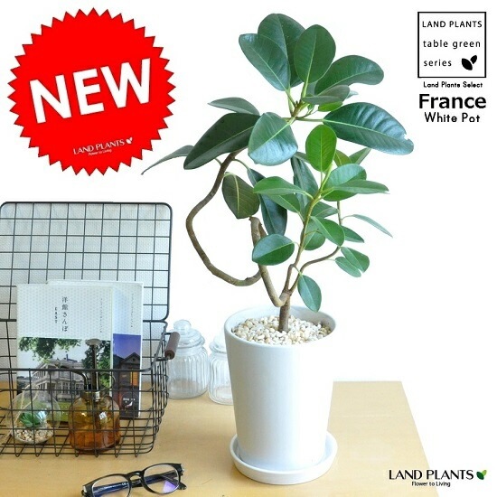 楽天市場】【現品】フランスゴム 曲がり 6号 黒鉢（11〜15