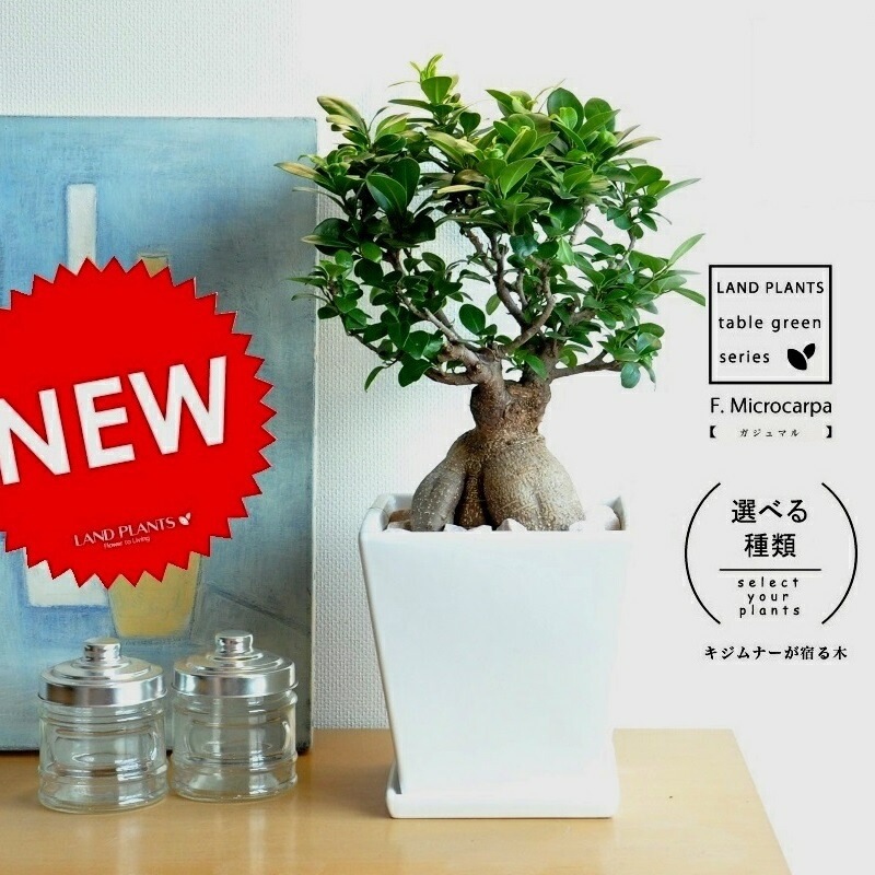 br><br>【送料0円】【樹形を選べます】<br>超幹太 一つ一つ個性
