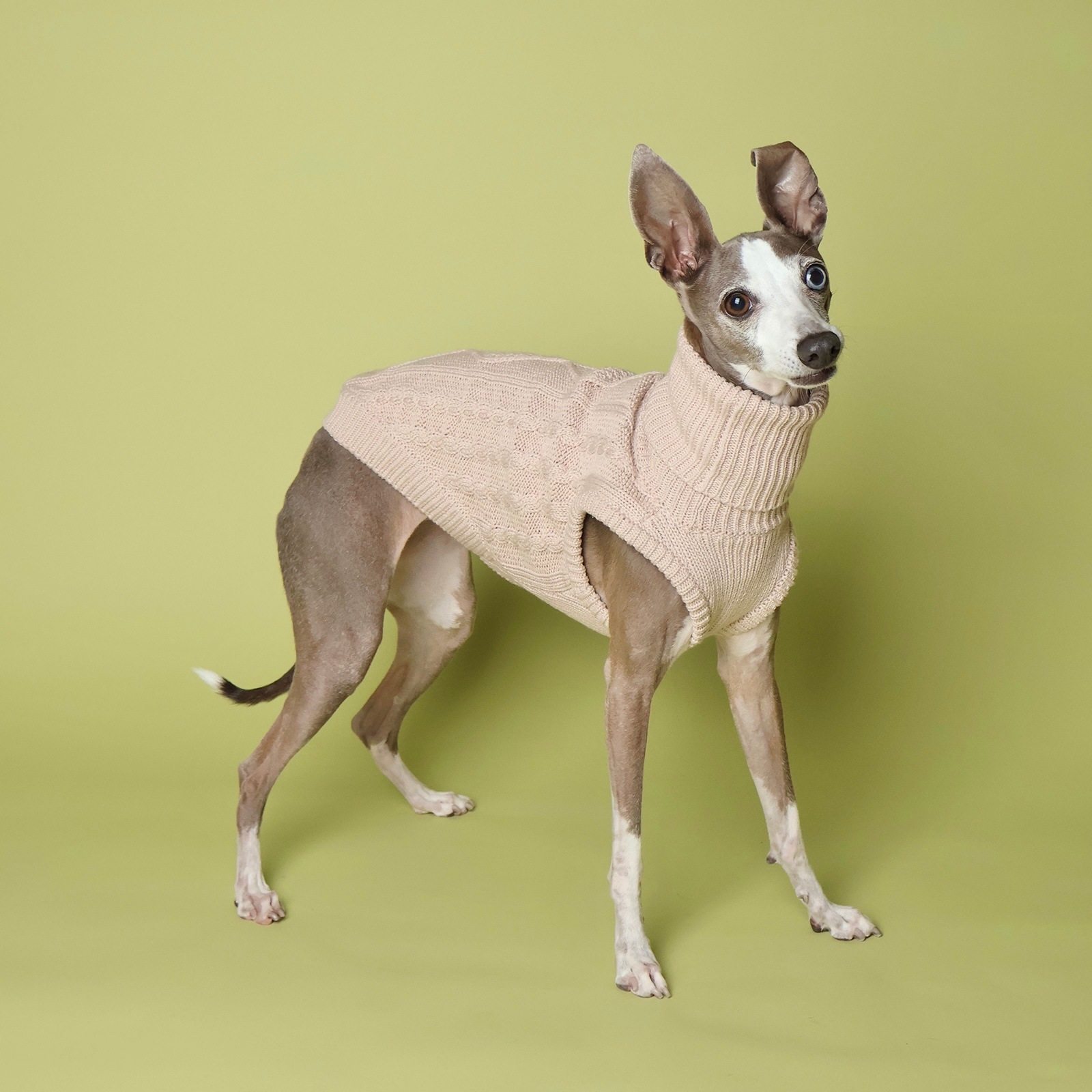 犬服　イタグレ服　タンクトップ Amazon | 名入れ SPEED STAR タンクトップ イタリアングレー
