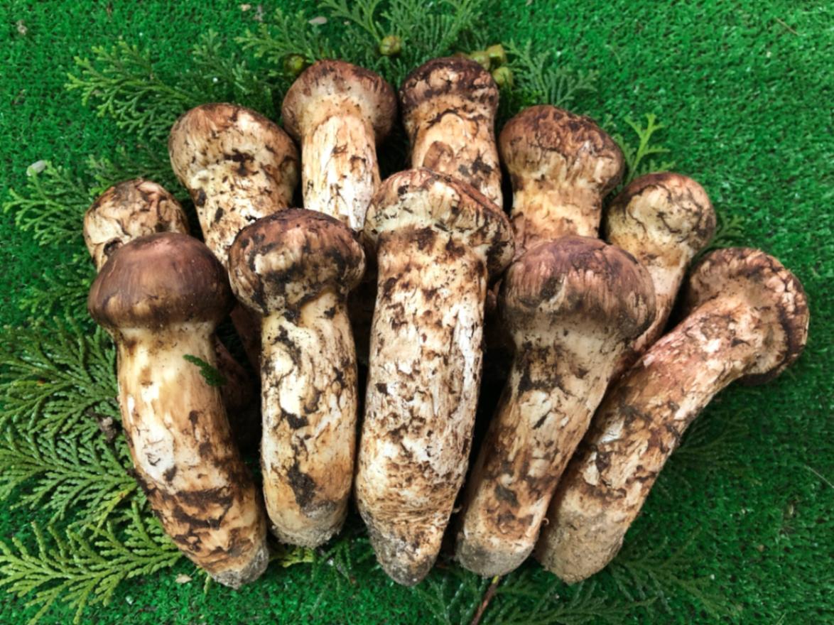 天然国産松茸800g 松茸800g（S〜L混合 8〜16本）最高級・