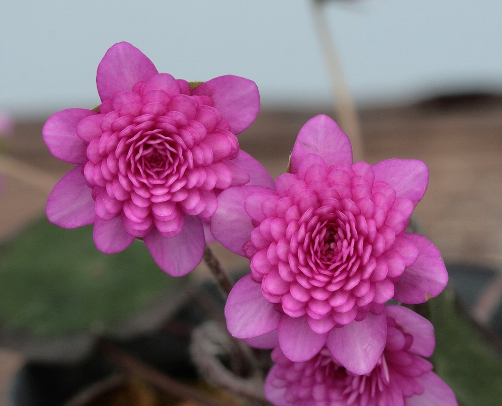 ■山野草■　雪割草　　千重咲　「女帝」 □山野草□ 雪割草 千重咲 「女帝」