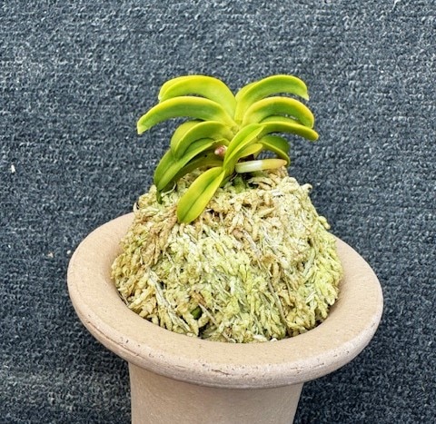 富貴蘭 】玉金錦 149 富貴蘭 】玉金錦 149 富貴蘭 玉金