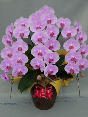 スワロフスキー ピンクローズラージフラワー 安定感•重厚感ある安らぐ