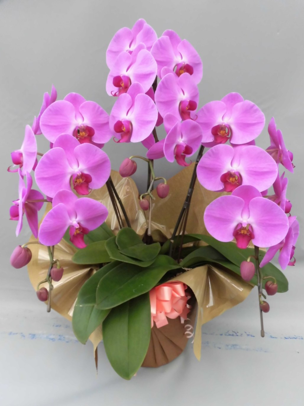 ピンク大輪3本立 24輪前後 <br>商品番号 P-06s | 胡蝶蘭 ピンク