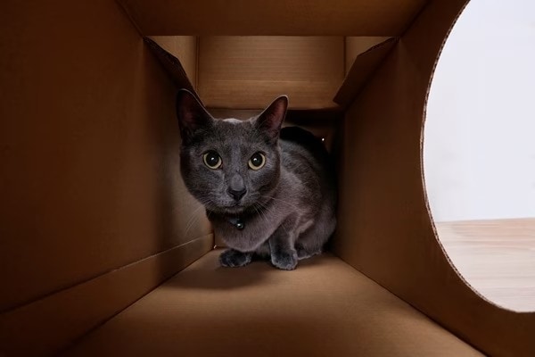 オーダーページ パネル 猫B  9/12 aꕀ⋆iまで オーダーページ パネル 猫B 9/12 aꕀ⋆iまで
