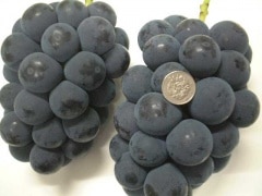 ��ʤ������ԥ����ͣ�K����