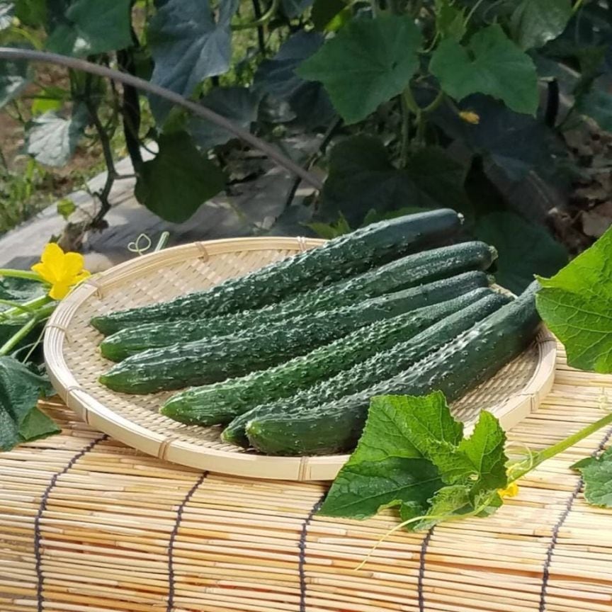 【JAなめがたしおさい】ＪＡ産　昔ながらの四葉（スーヨー）きゅうり（10袋入）