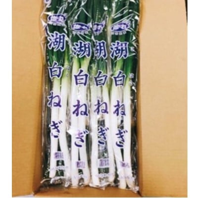 【ＪＡなめがたしおさい】湖白ねぎ（軟白ねぎ）20袋入