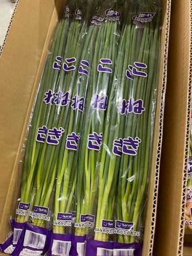 【ＪＡなめがたしおさい】「こねぎ」（100g×30束）