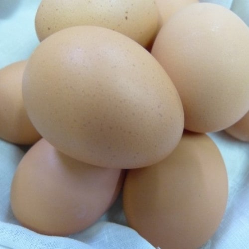 【トヨムラファーム】黄身がしっかり濃厚な卵 【アスタの恵み】 50個