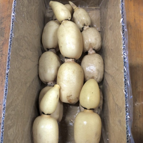 真家さんちの「行方のれんこん」【４ｋｇ】