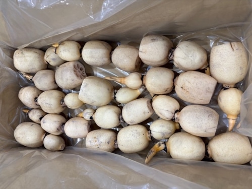 【JAなめがたしおさい】直送　れんこんAS　4㎏（小ぶりサイズ）12節程度