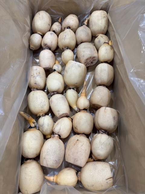 【JAなめがたしおさい】直送　れんこんAS　4㎏（小ぶりサイズ）12節程度