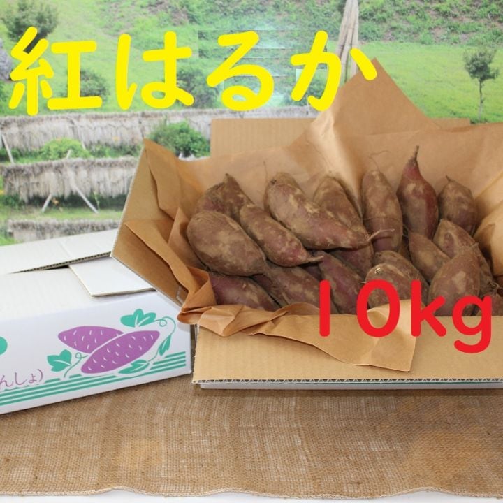 10月から順次発送【土付き・大きさお任せ】『なめがた台地の紅はるか（新芋）』送料込み【10ｋg 】