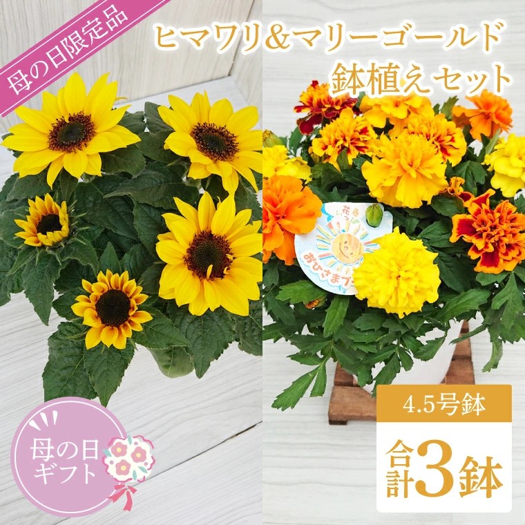 母の日ギフト【ヒマワリ2鉢・マリーゴールド１鉢　鉢植えセット】数量限定