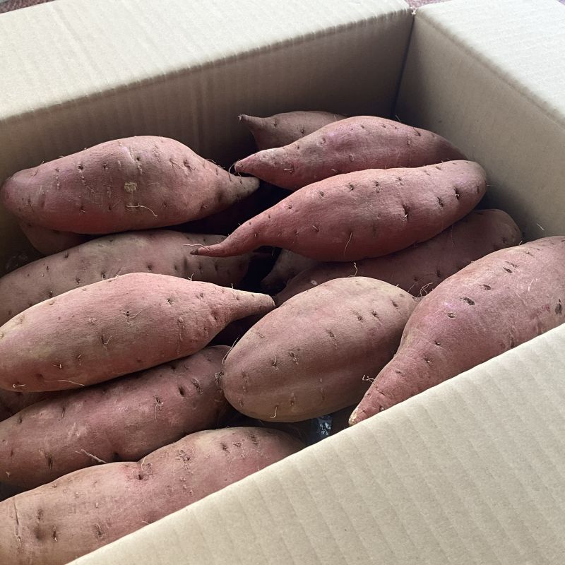 【タネのハシモト】さつまいも　わけあり　シルクスイート　約10㎏