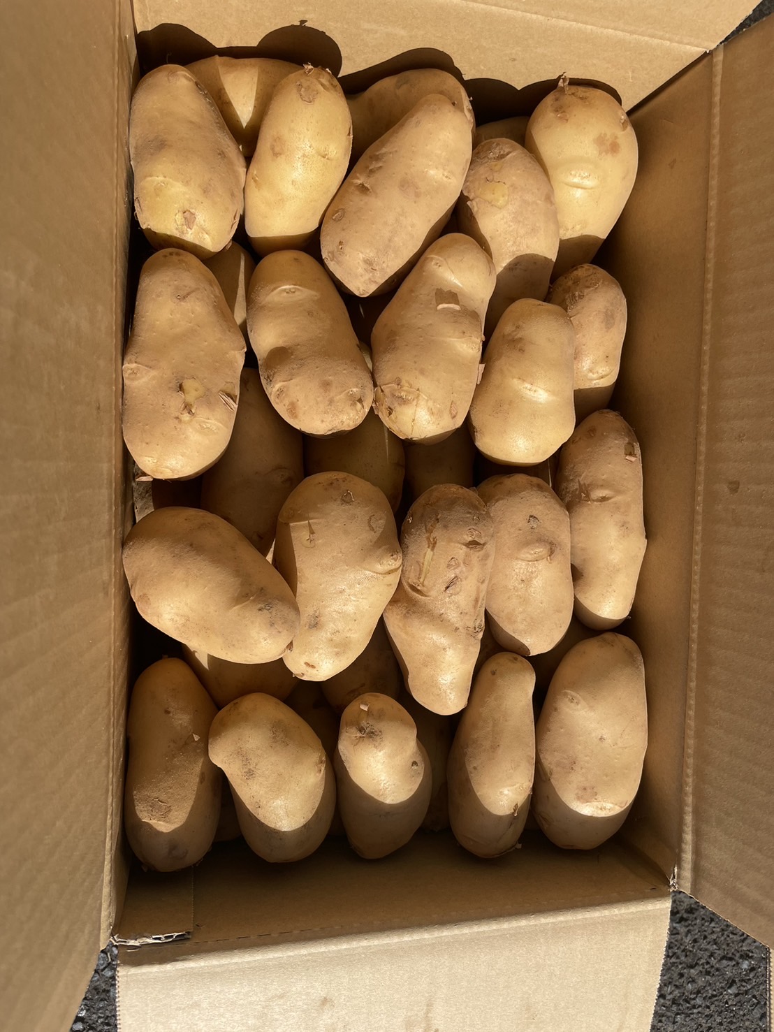 JA産】新じゃが「メークイン」10kg | JAなめがたしおさい,野菜
