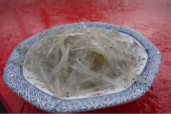 霞ヶ浦産生シラウオ 凍結品 魚 その他 なめがたさんちの特選マルシェ