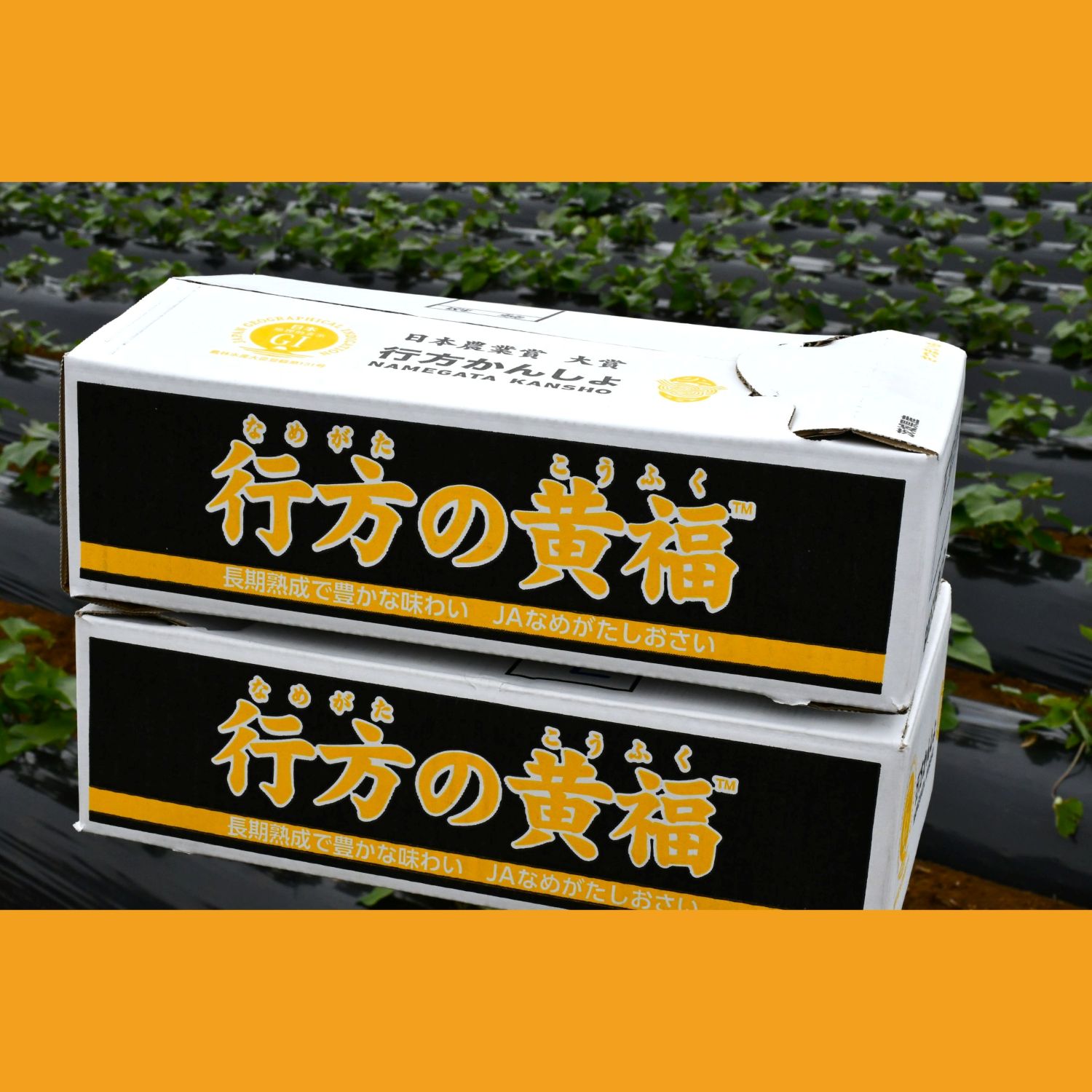 JAなめがたしおさい】希少な新品種！7月限定「行方の黄福」さつまいも