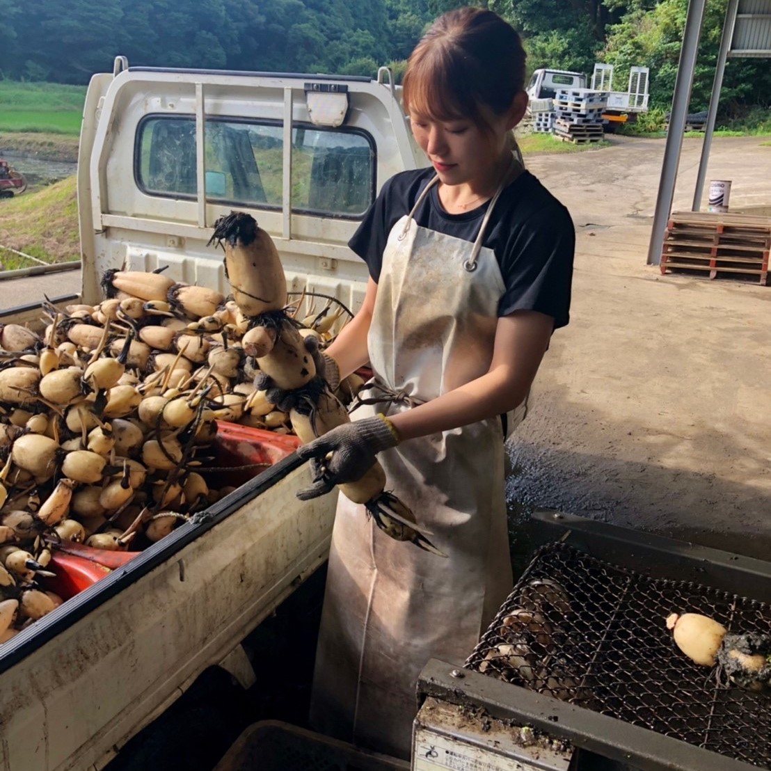 真家さんちの「行方のれんこん」【2ｋｇ（５００g×4）】