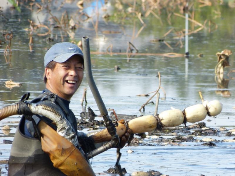 【JAなめがたしおさい】直送 れんこん 4㎏