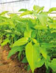 【ＪＡなめがたしおさい】「あさがお菜（空芯菜）」（20袋入）