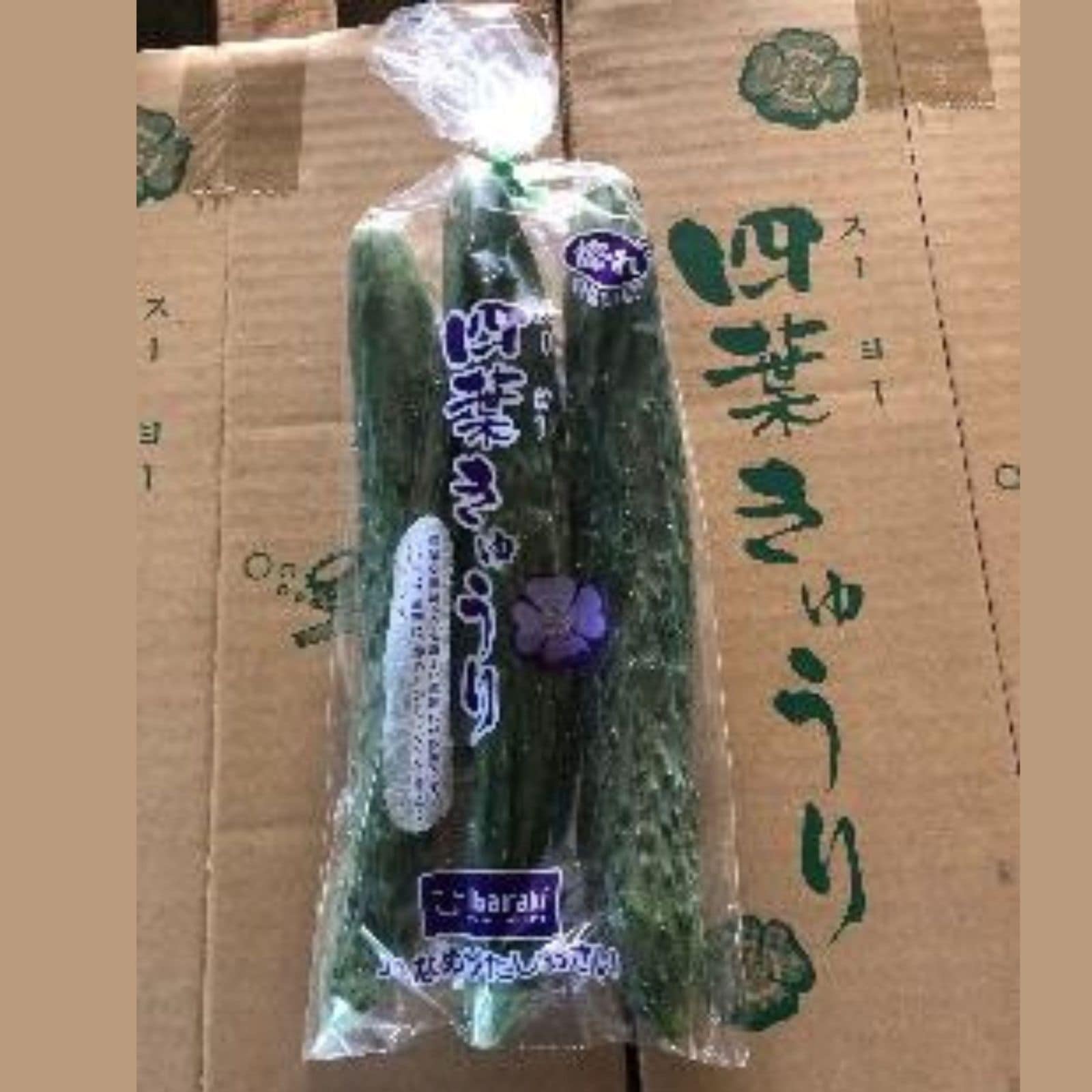 【JAなめがたしおさい】ＪＡ産　昔ながらの四葉（スーヨー）きゅうり（10袋入）