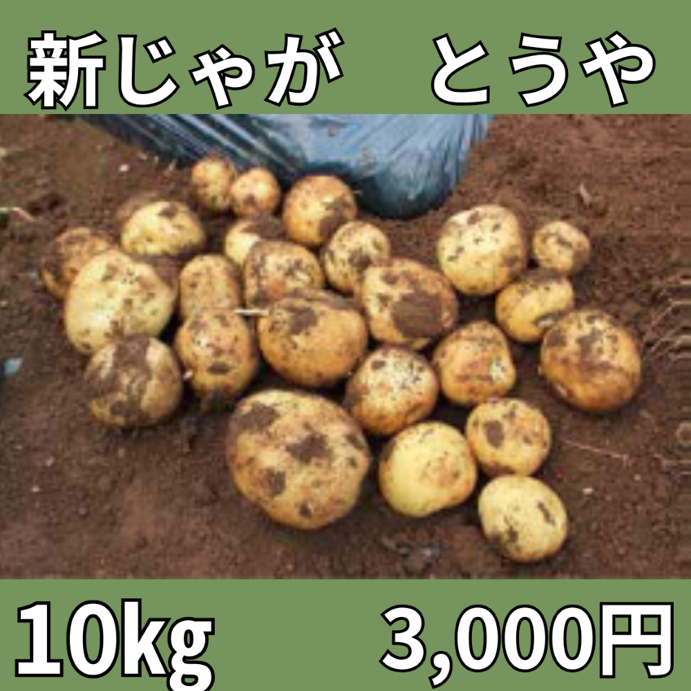 【JA産】新じゃが「とうや」10kg
