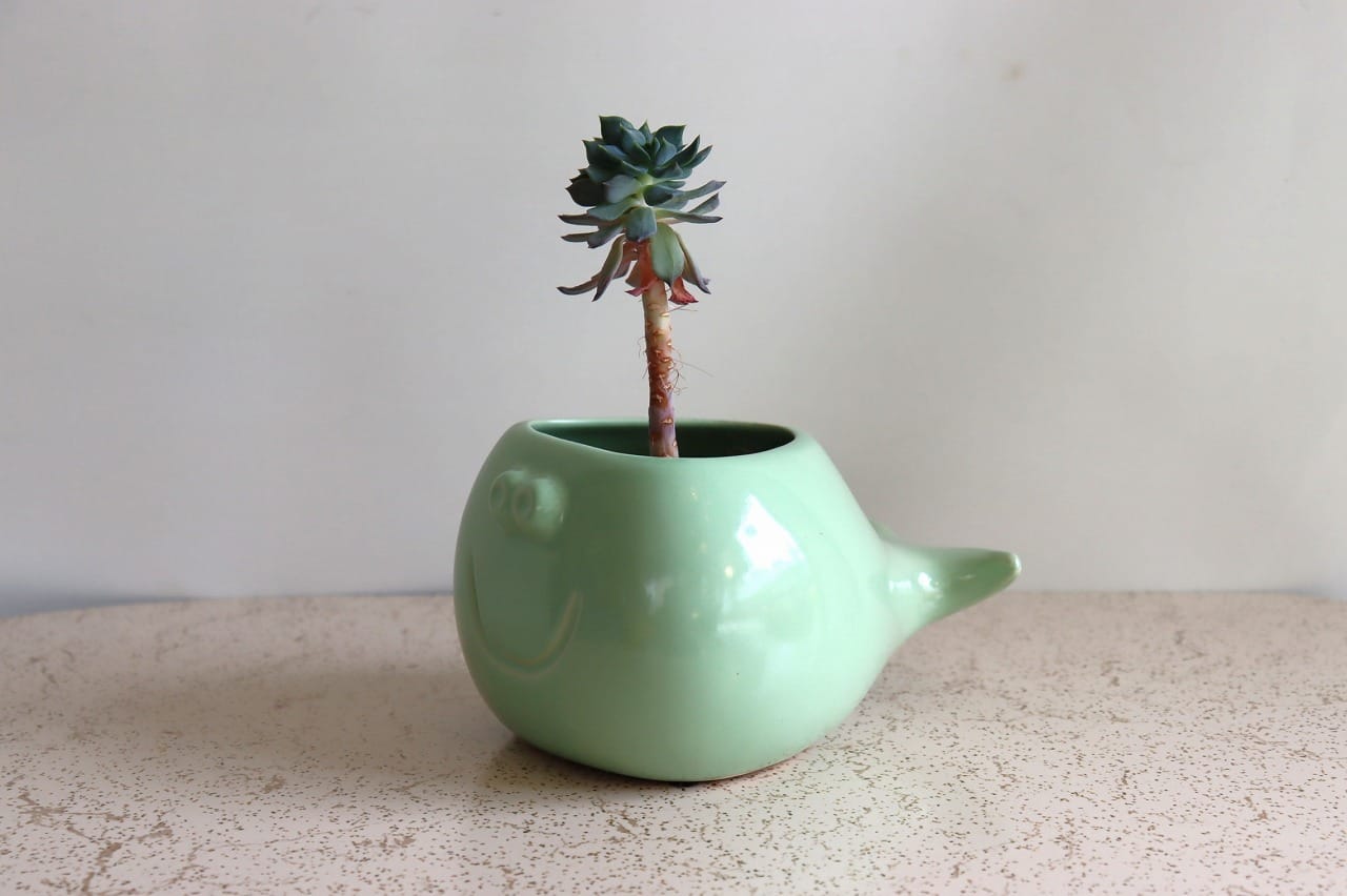 おさかなポタリープランター