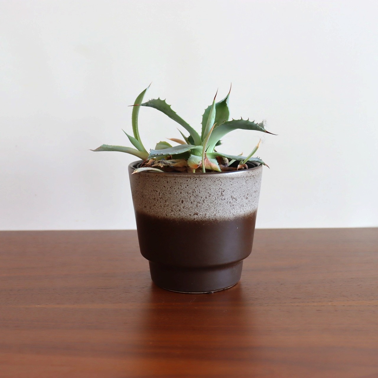ブラウンポタリープランター
