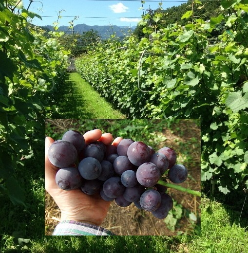 オリジナルラベル・秩父源作印ワイン720ml