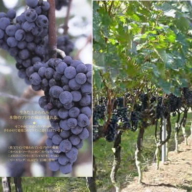 オリジナルラベル・秩父源作印ワイン720ml