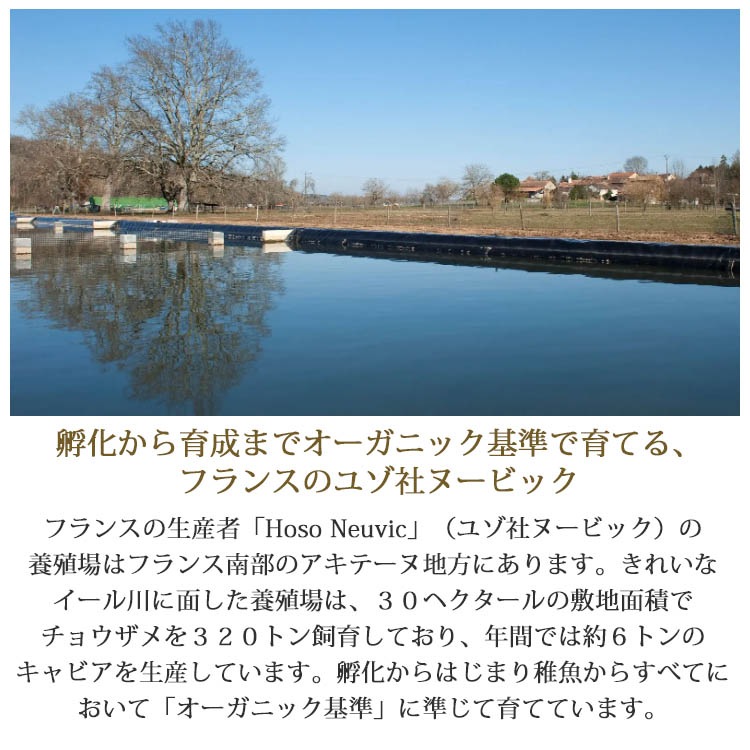 フランス産フレッシュキャビア シグネチャー 50g缶