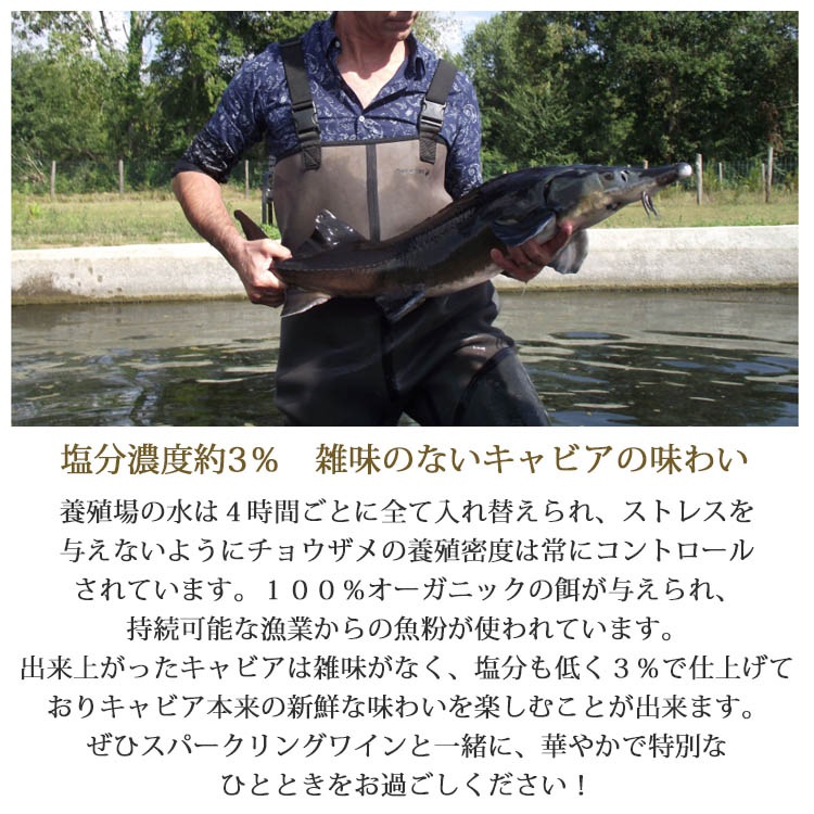 フランス産フレッシュキャビア シグネチャー 50g缶