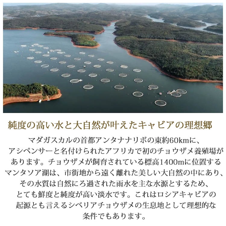 マダガスカル産フレッシュキャビア オセトラ 50g缶