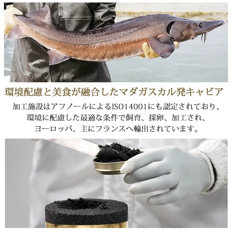 マダガスカル産フレッシュキャビア オセトラ 50g缶