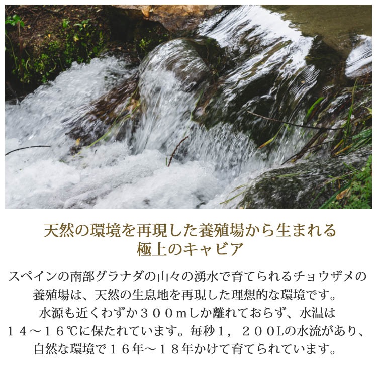 スペイン産フレッシュキャビア ナカリ 500g缶 オープナー シェルスプーン付