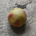 ����Ū�ʡ����������Фβ��ץ��ʽŤ��Ǥ���
