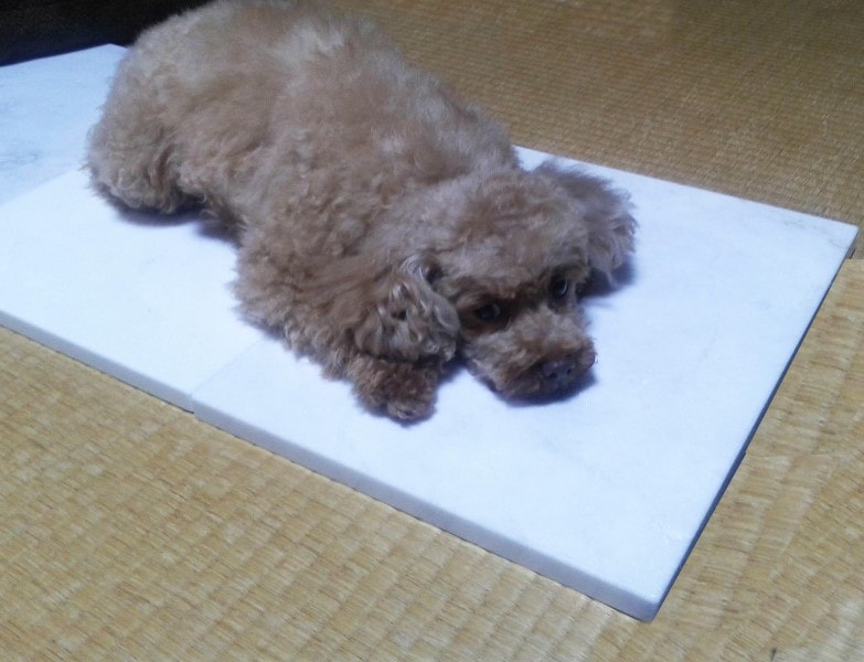 �����С��Ҥ��� �ڥåȥޥåȡ��ӥ�������300�С�400�Сˡ����祻�åȡ����������ӡۡ�