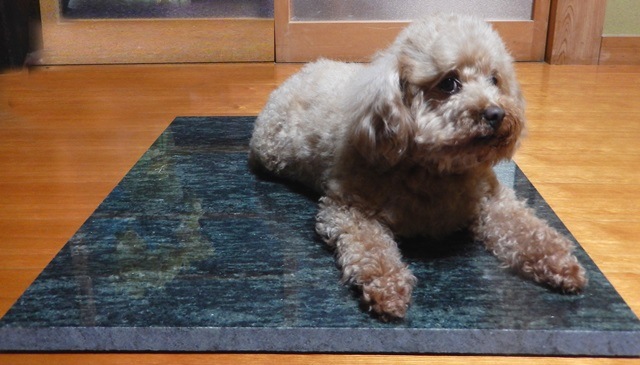 �ߥ����С��Ҥ��� �ڥåȥޥå� �̥����� ��600�С�600�Сˡ��������ӡ�