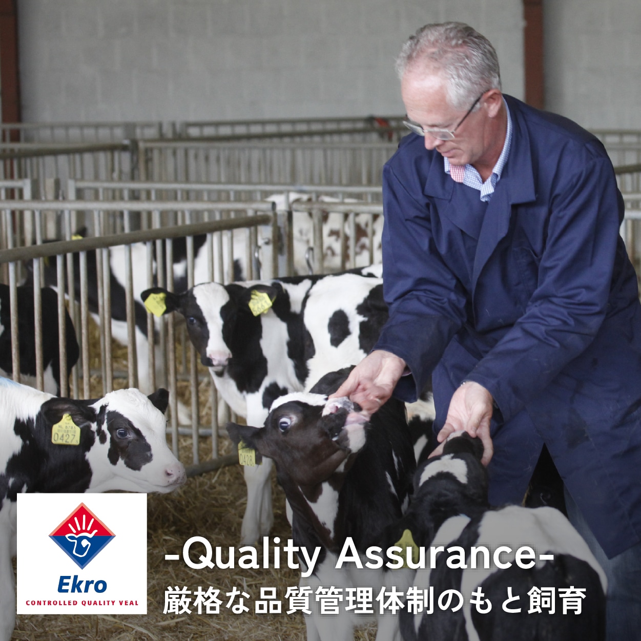 【職人こだわりの厚切り7mmカット】やわらかい仔牛肉使用 はらからの逸品 厳選仔牛たん (150g, 250g, 300g,500g) 秘伝の塩味職人仕込み【送料込み】※沖縄・離島を除く